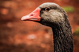 鵝,鳥,天鵝
