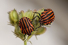 動(dòng)物,bug,條帶化