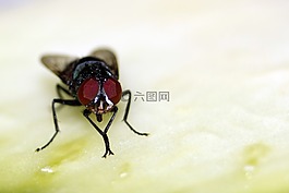 飛,beronha,昆蟲