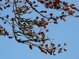 beechnut,瘦果,水果