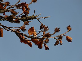 beechnut,瘦果,水果
