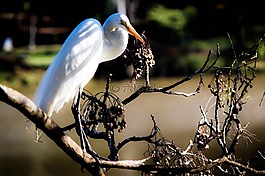 蒼鷺,鳥,小鳥