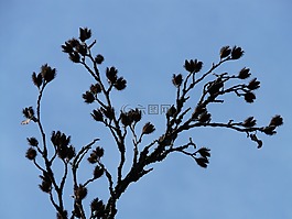 beechnut,瘦果,水果