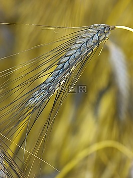 urkorn,二粒小麦,小麦dicoccum黑色二粒