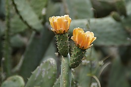 仙人掌,盛开,开花