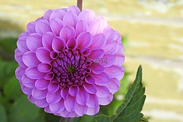 嬌琴紗,大麗花花園,開花