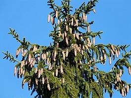 松果,自來水,樹