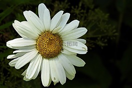 瑪格麗特,白,復(fù)合材料