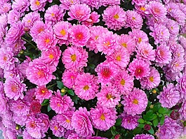 植物,花,花園