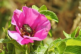 野生玫瑰,粉紅色,開花