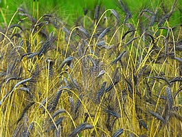 urkorn,二粒小麦,谷物