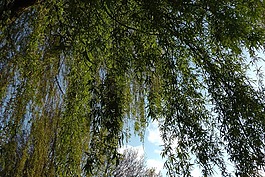 垂柳,牧場(chǎng),baumm