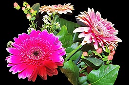非洲菊,鮮花,fucsia