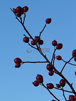玫瑰果,水果,sammelfrucht