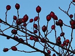 玫瑰果,水果,sammelfrucht