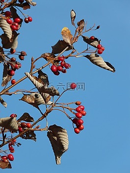 漿果,水果,紅色