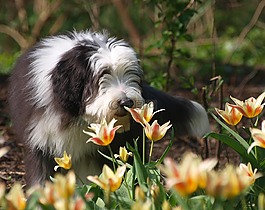 春天,复活节,大胡子牧羊犬