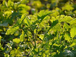 油菜,油菜籽场,农业植物