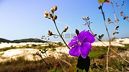 花卉,冬季,沙丘