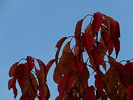 葉子,紅色,著色
