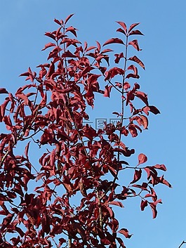 葉子,紅色,著色