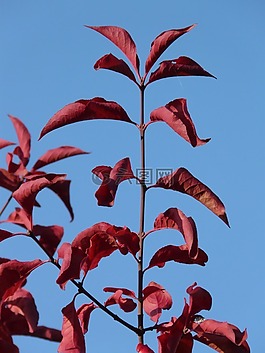 葉子,紅色,著色