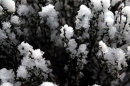 雪,植物,花園