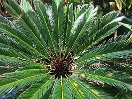 植物,cyclades,綠色