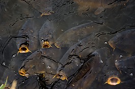 鯉魚,魚,鯉