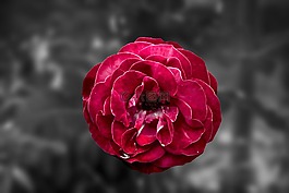 紅色,玫瑰,花