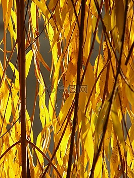 楊柳,葉子,銀柳