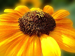 太陽花,太陽,夏季