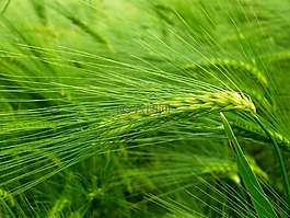 大麥,谷物,耳