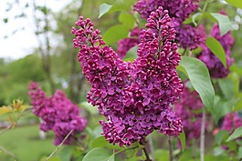 無,紫,花園