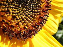 太陽花,太陽,夏季