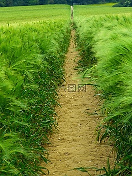 大麥,谷物,耳