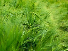 大麥,谷物,耳