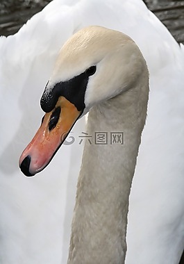 天鵝,水,湖