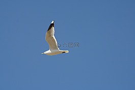 海鷗,鳥,性質(zhì)