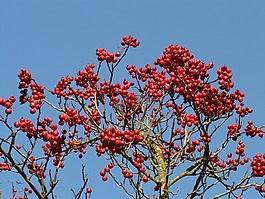 漿果,水果,紅色