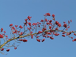 漿果,水果,紅色