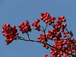漿果,水果,紅色
