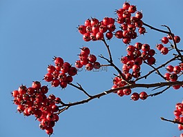 漿果,水果,紅色