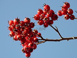 漿果,水果,紅色