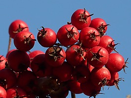 漿果,水果,紅色