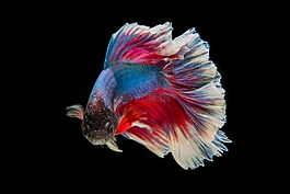 斗魚,魚,三色
