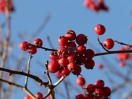 漿果,水果,紅色