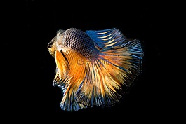 斗魚,魚,三色