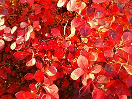 葉子,紅色,秋