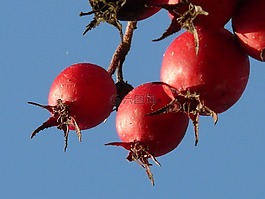 漿果,水果,紅色